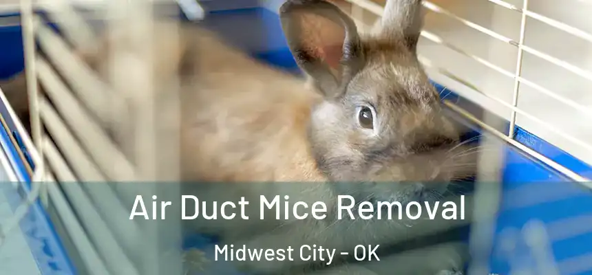  Air Duct Mice Removal Midwest City - OK